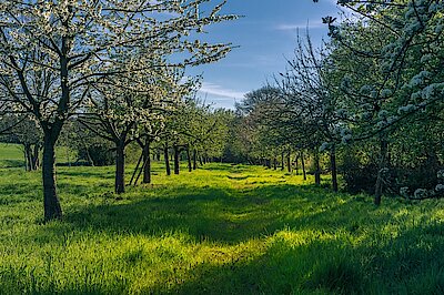Obstbäume blühend