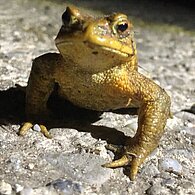 Kröte, die auf der Straße sitzt