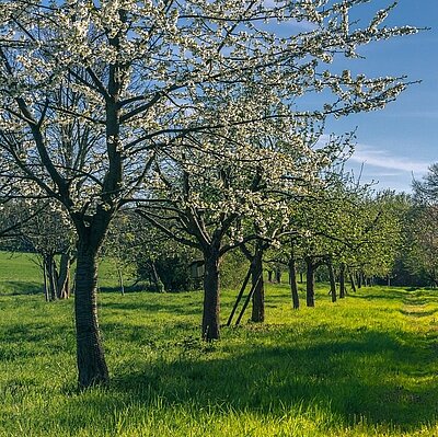 Obstbäume blühend