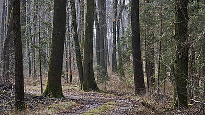 Wald